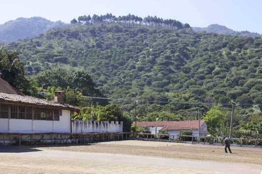 Notes From Origin: El Salvador, 2017