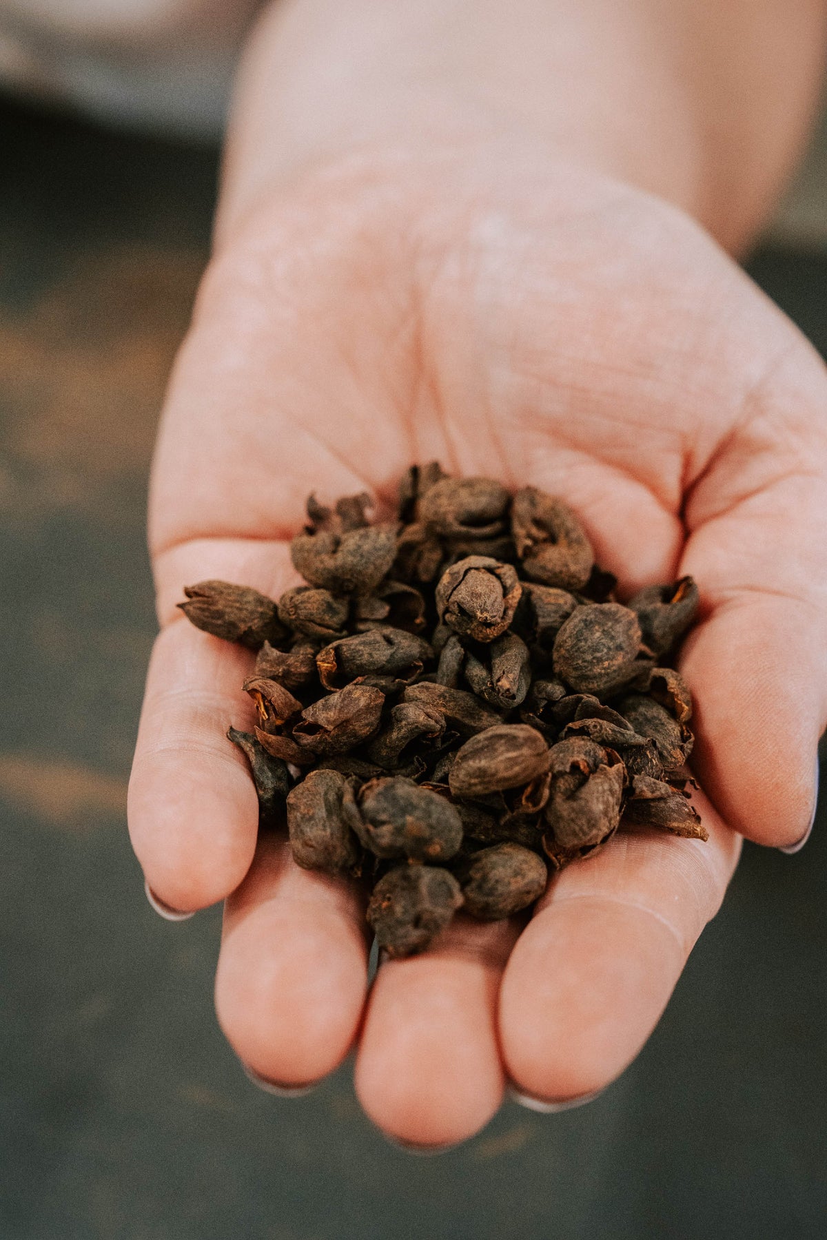 Cascara