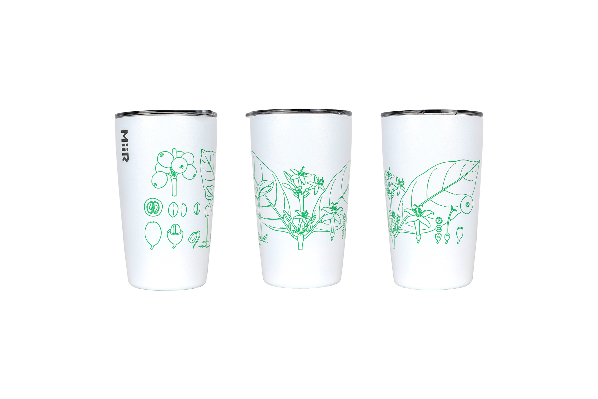 A collaboration with multi-award winning botanical artist Lucy T Smith. £5 from every sale will be donated to World Coffee Research, supporting their vital work in protecting & enhancing the long-term availability of quality coffee.