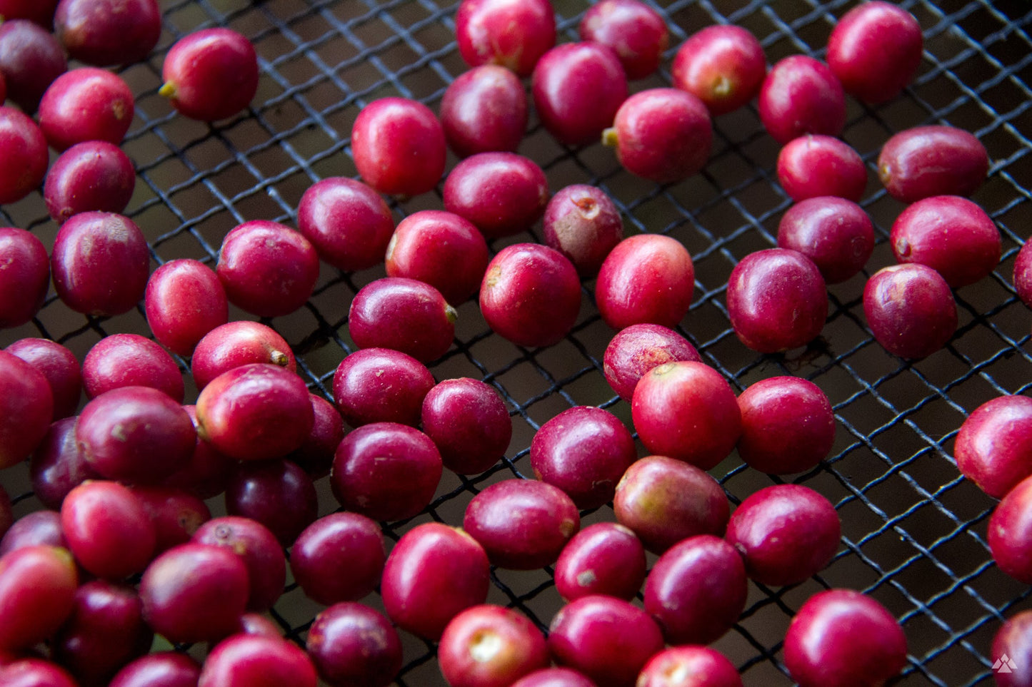 Cascara